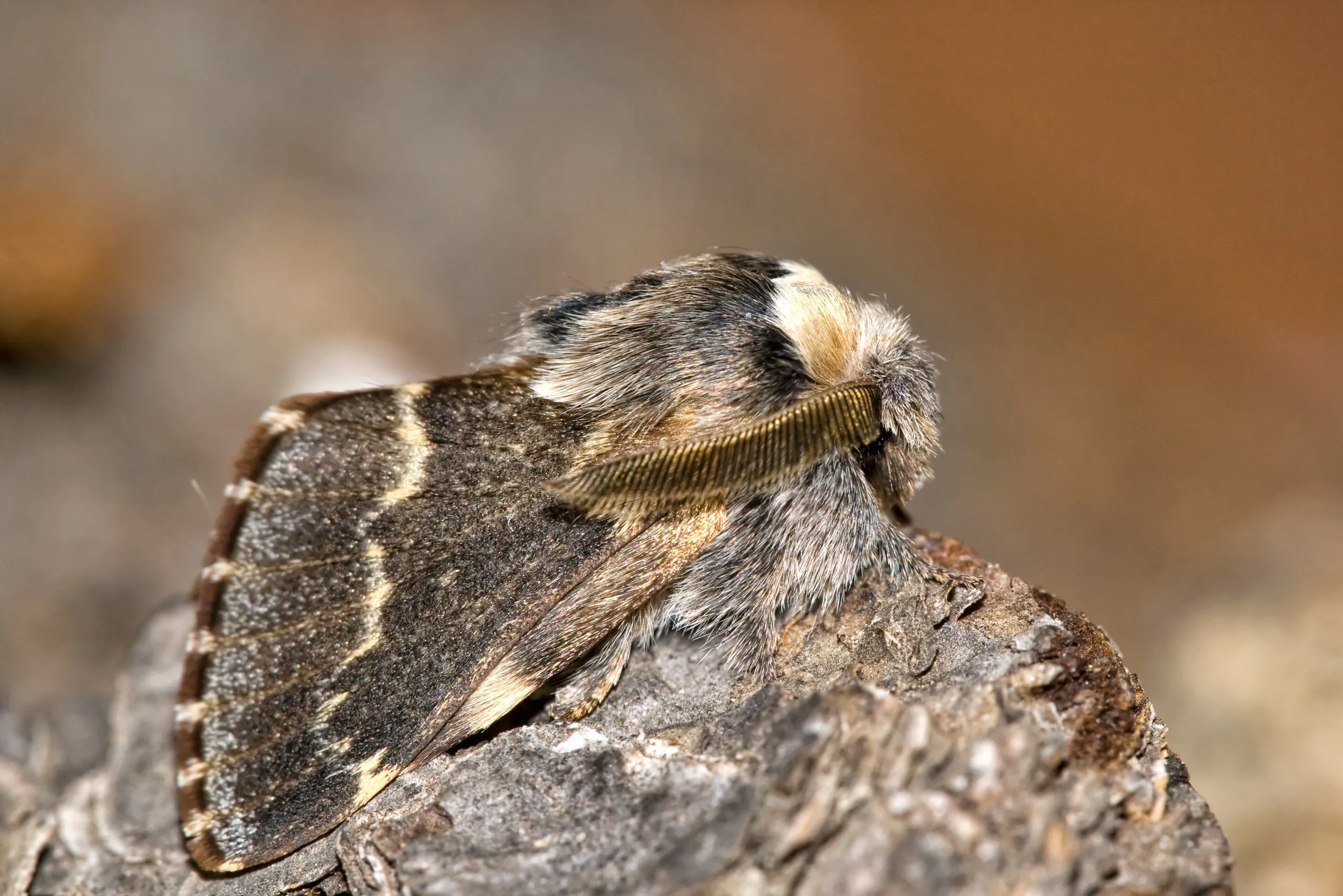 A December Moth, camouflaged against the grey-brown of a tree stump
